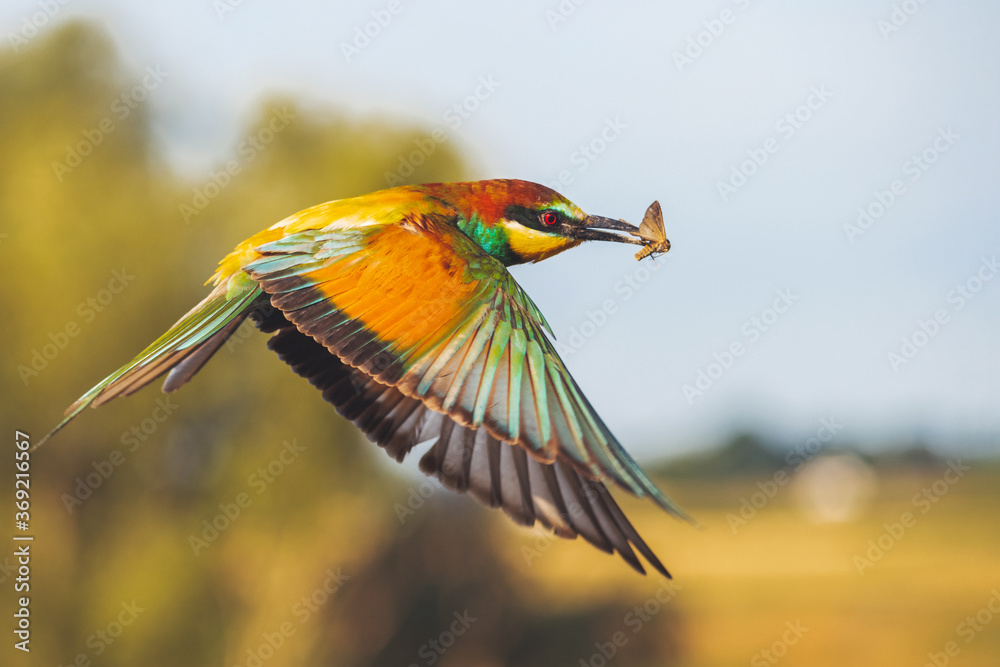 beautiful bird flies with a butterfly in its beak