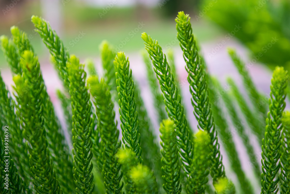 fresh green leaves in the evening time