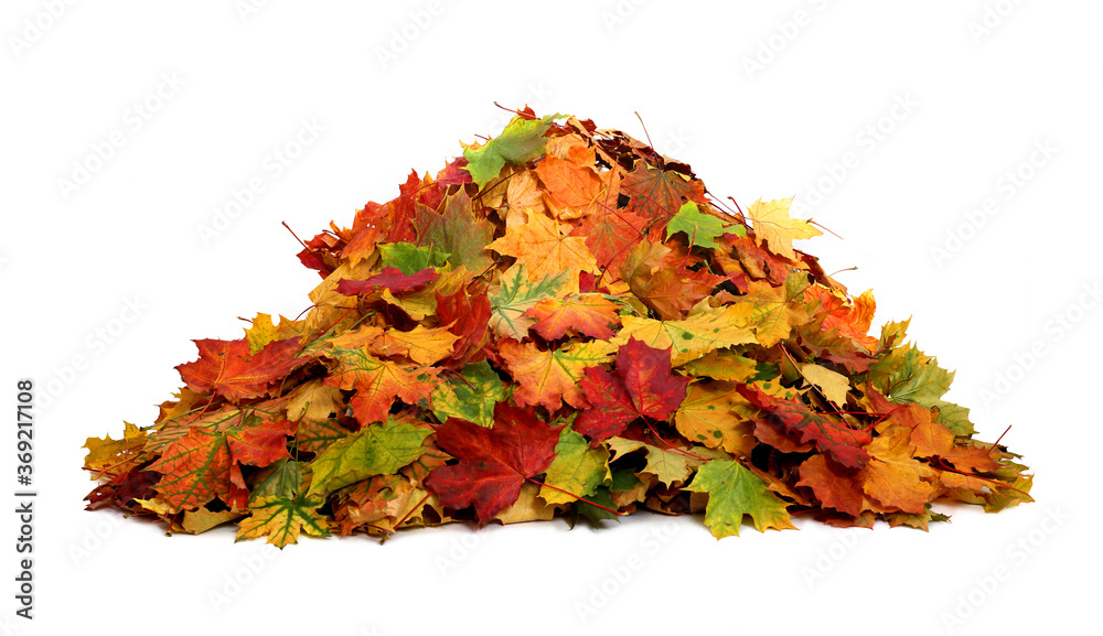 Pile of autumn colored leaves isolated on white background.A heap of different maple dry leaf .Red and colorful foliage colors in the fall season - obrazy, fototapety, plakaty 