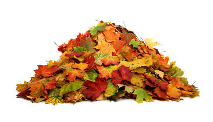 Pile of autumn colored leaves isolated on white background.A heap of different maple dry leaf .Red and colorful foliage colors in the fall season