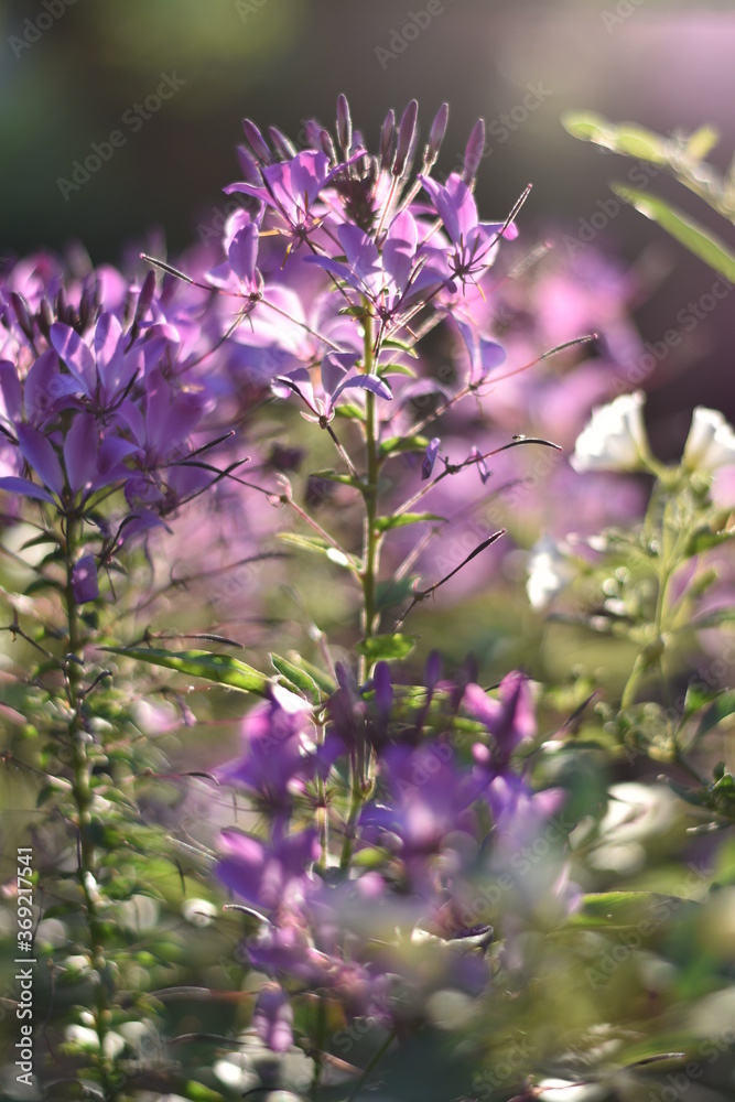 Obraz premium Blühende Spinnenblume (Cleome)