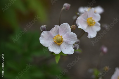 Bl  hende Herbst-Anemone  Anemone hupehensis 