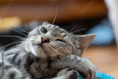 ぬいぐるみで遊ぶ猫　　サバトラ猫 © rai