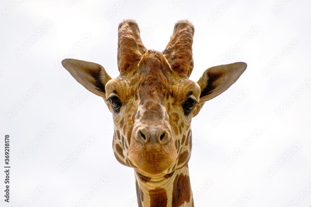 Giraffe head close up view from below