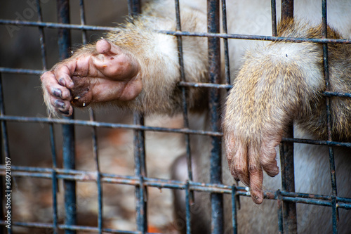 The hands of a small green monkey thrust through the bars of a cage, an animal in captivity © alastis