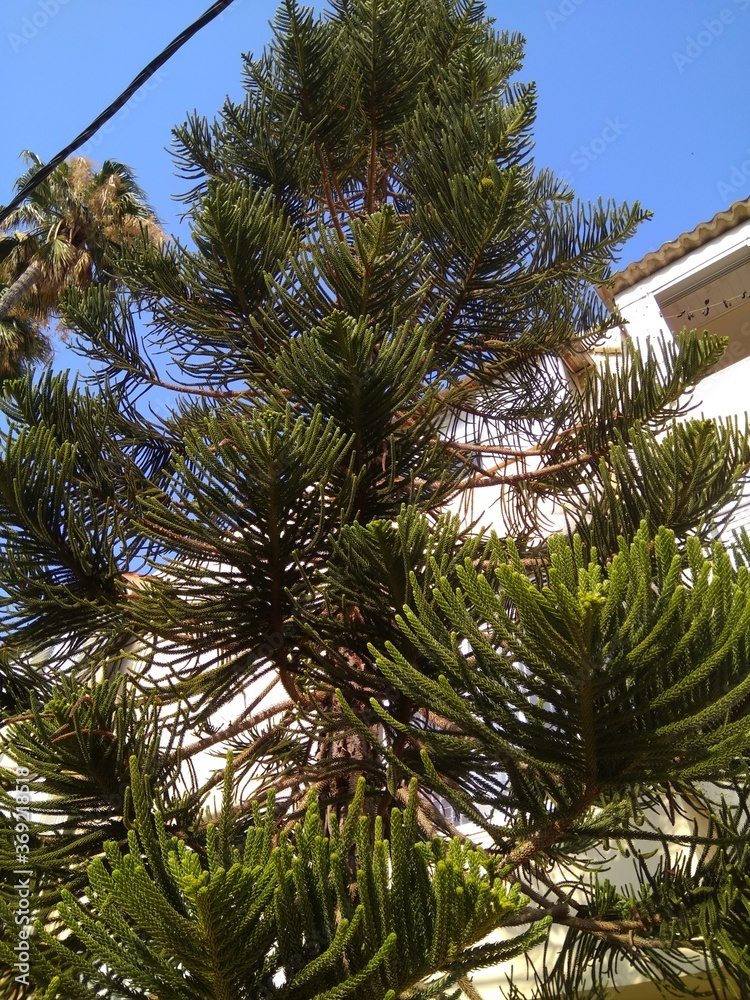 Beautiful branches of araucaria in summer close-up.
