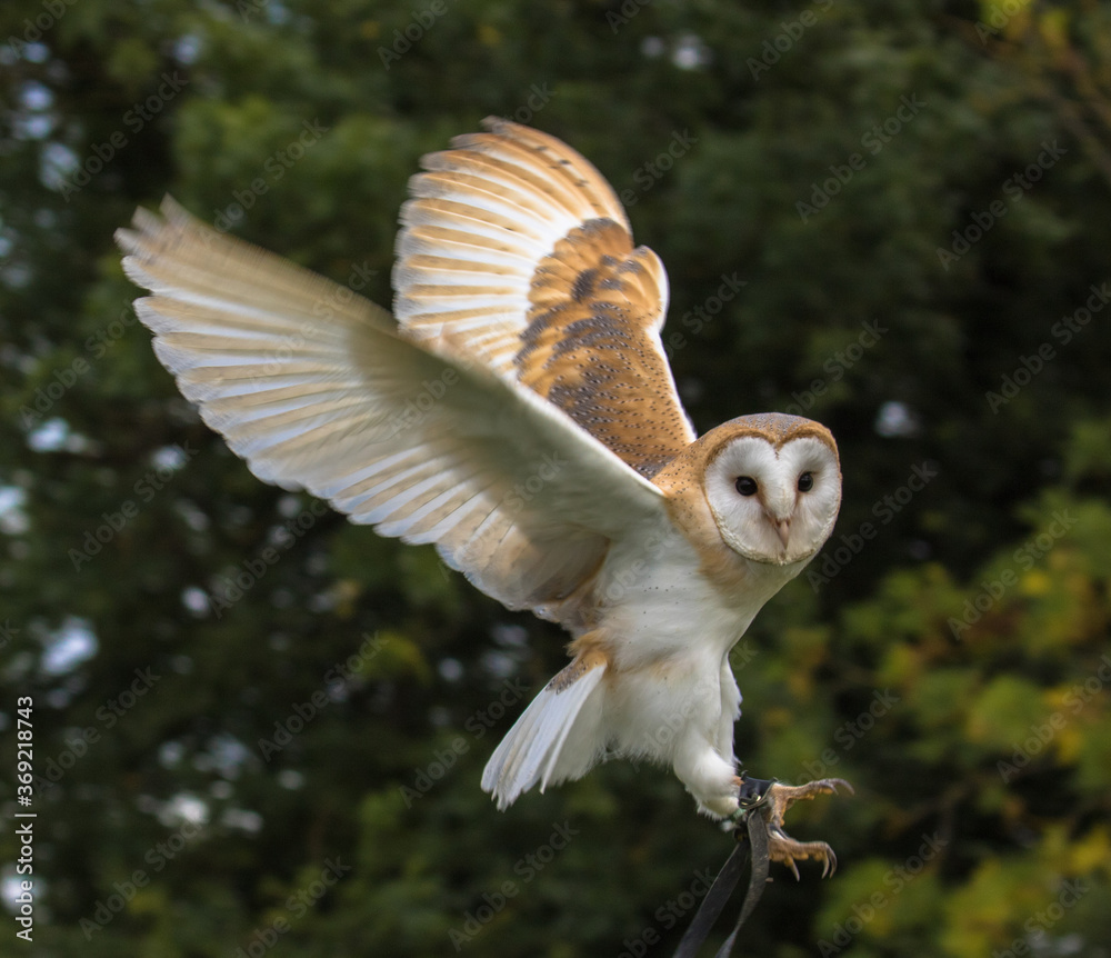 Obraz premium Baby Barn Owl in flight