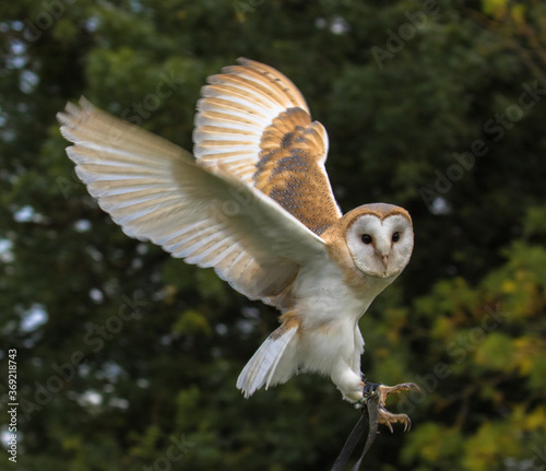 Baby Barn Owl in flight