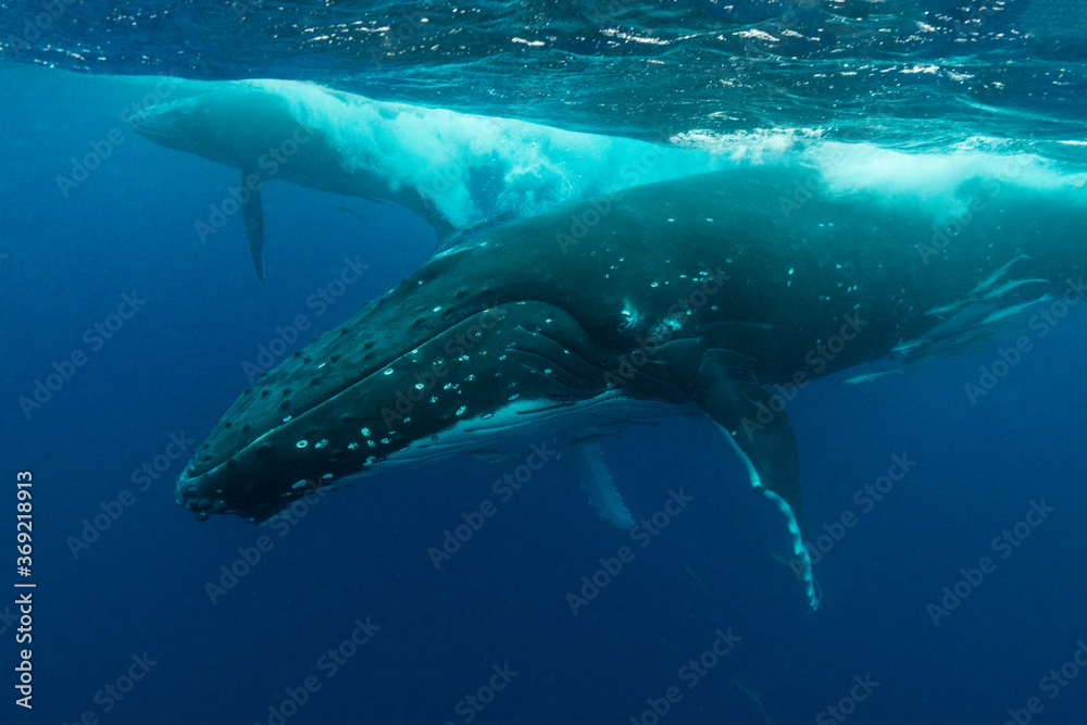 Humpback whale and her young calf, Pacific Ocean, Kingdom of Tonga.