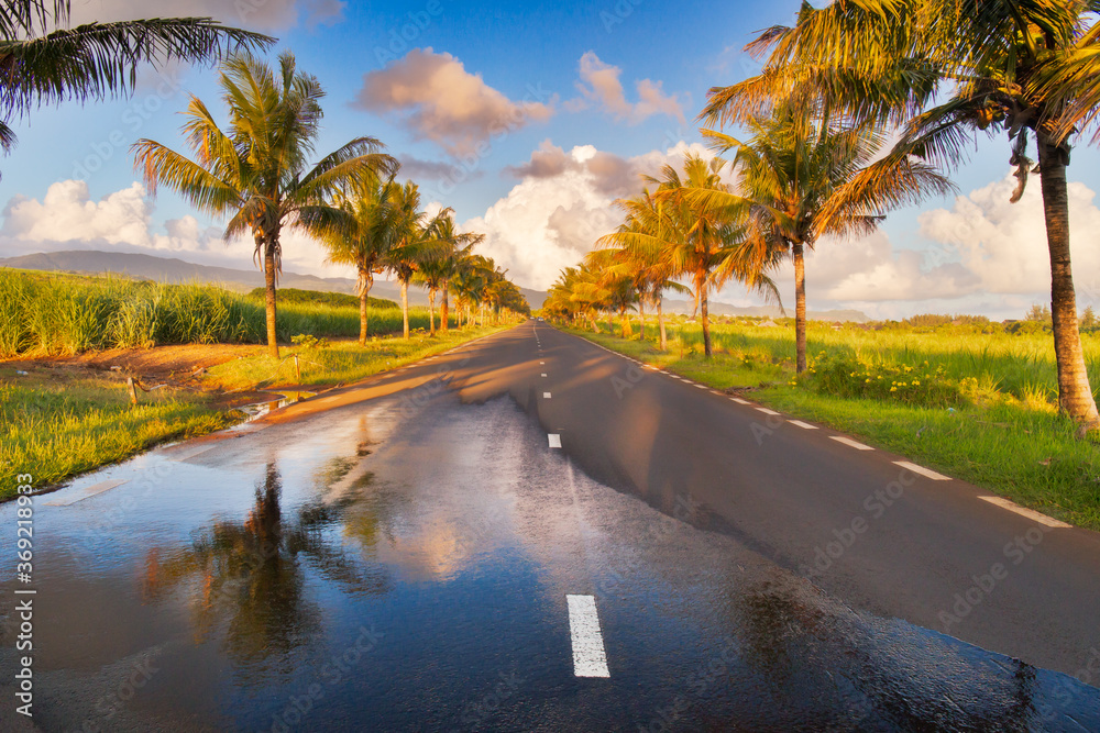 Fototapeta premium Countryside road lined with palm trees in the south part of Mauritius island on a sunny day