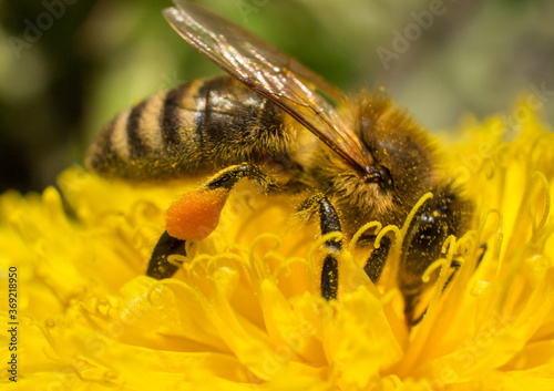 Biene sammelt Nektar auf einer Löwenzahn-Blüte © mirkomedia