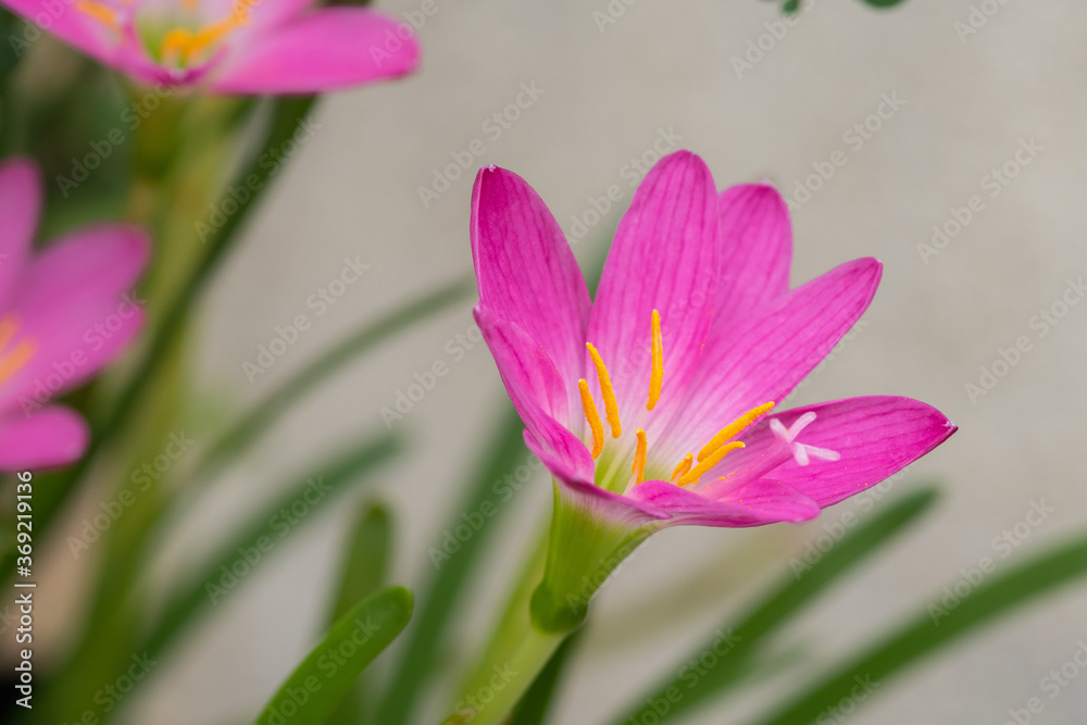 Fototapeta premium Purple Rain Lilies Zephyranthes