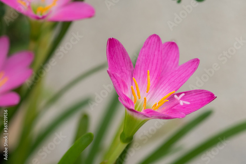 Purple Rain Lilies Zephyranthes