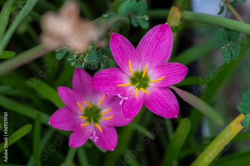 Purple Rain Lilies Zephyranthes