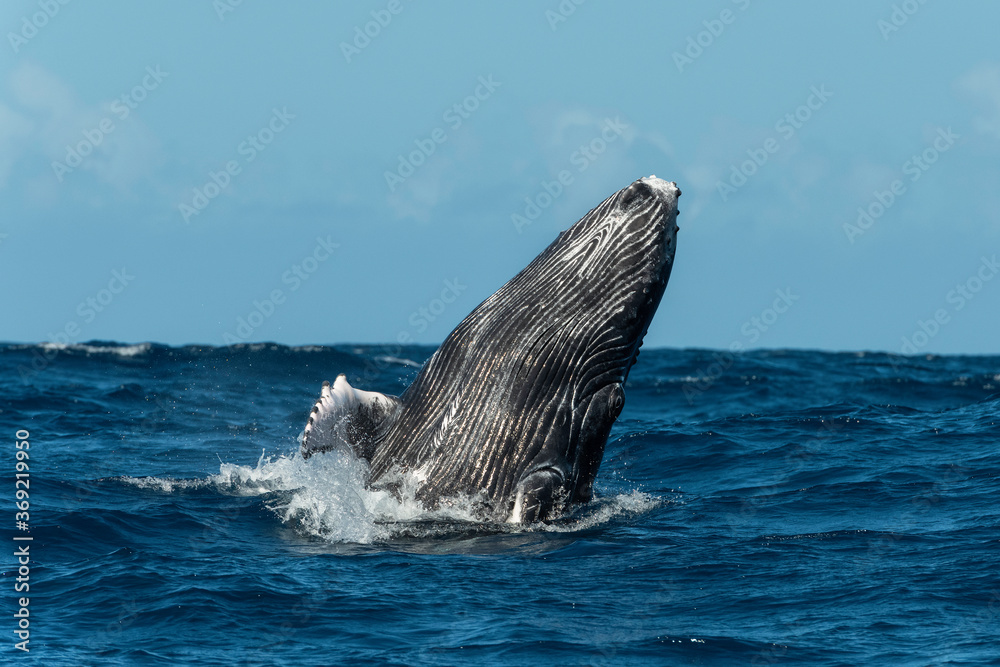 Fototapeta premium Humpback whale breaching, Pacific Ocean, Kingdom of Tonga.