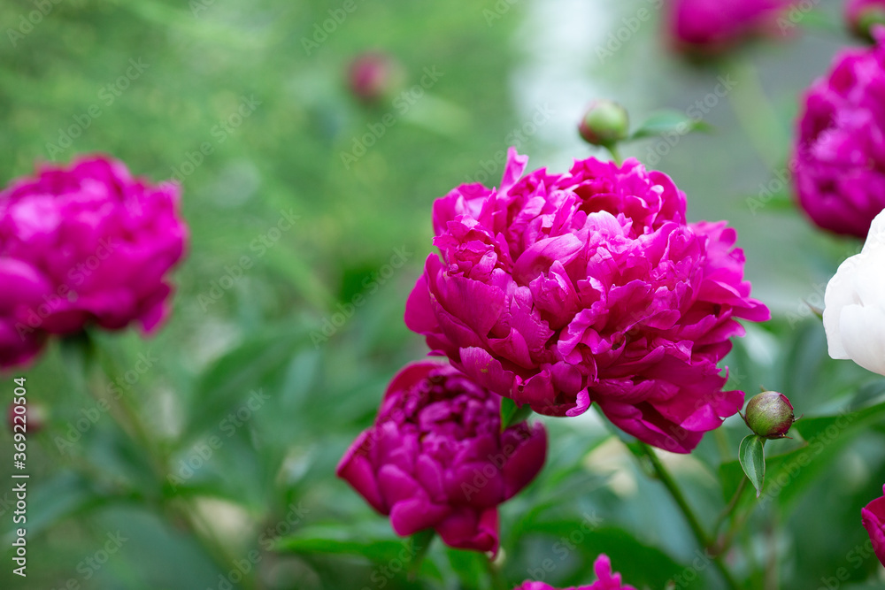 Beautiful blooming peonies in the garden. Flowers background Beautiful blooming peonies in the garden. Flowers background