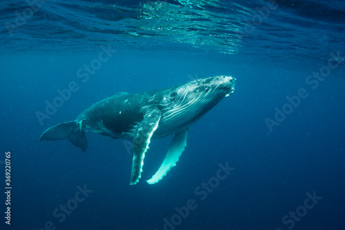 Humpback whale, Pacific Ocean, Kingdom of Tonga. © wildestanimal