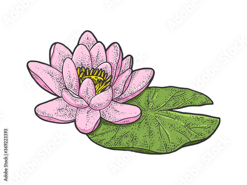 lotus Nelumbo water lily flower color sketch engraving vector illustration. T-shirt apparel print design. Scratch board imitation. Black and white hand drawn image.