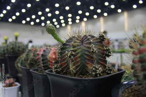 Cactus Gymnocalycium Mihanovichii variagated desert are growing in green glasshouse photo