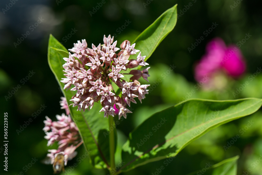 Close up of Asclepias syriaca. Common names include milkweed,butterfly flower and silkweed. Close up of Asclepias syriaca. Common names include milkweed,butterfly flower and silkweed.