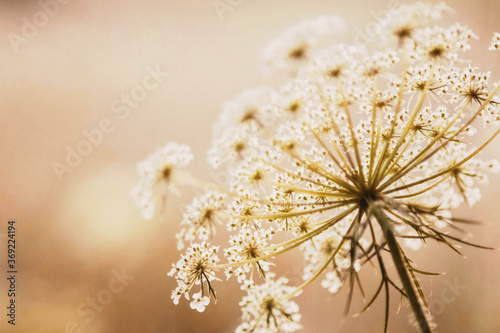 Wild autumn flowers herbs in sunshine chocolate tone