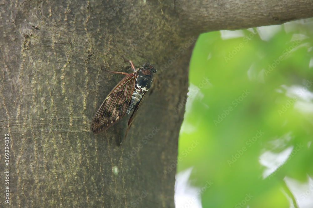 Obraz premium セミ