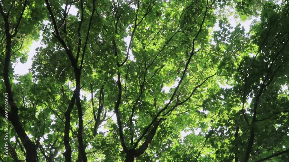 Maple tree top with green leaves. Summer season Maple tree top with green leaves. Summer season