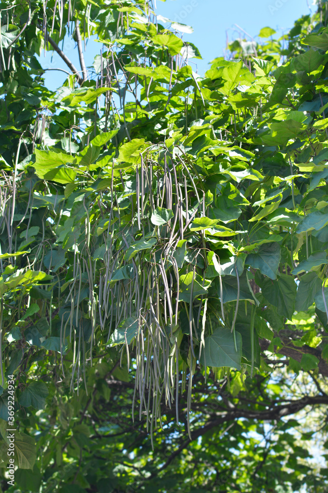 Fototapeta premium Common catalpa