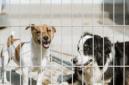 Dogs at the animal shelter waiting to be adopted