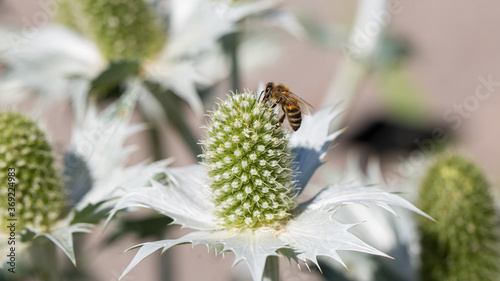 Close up of Eryngium giganteum (also: Miss Willmott's ghost) with a bee photo