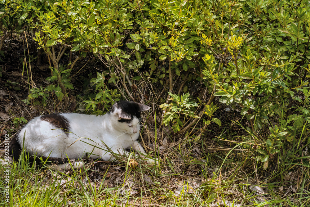 Black and white cat laying in grass