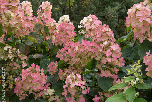 Εκτύπωση καμβά Flower Heads of a Paniculate Hydrangea Shrub (Hydrangea paniculata 'Pink Diamond