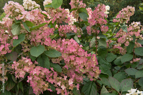 Obraz na plátně Flower Heads of a Paniculate Hydrangea Shrub (Hydrangea paniculata 'Pink Diamond
