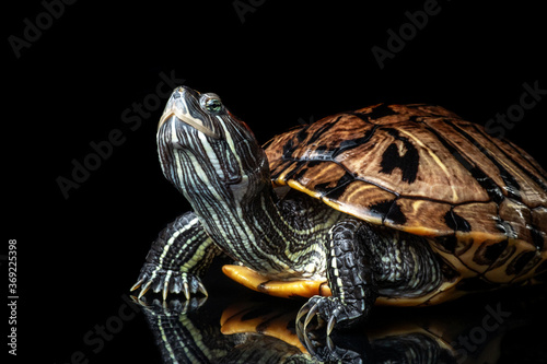 Photos Red-eared Slider (Trachemys scripta elegans) isolated on a black background