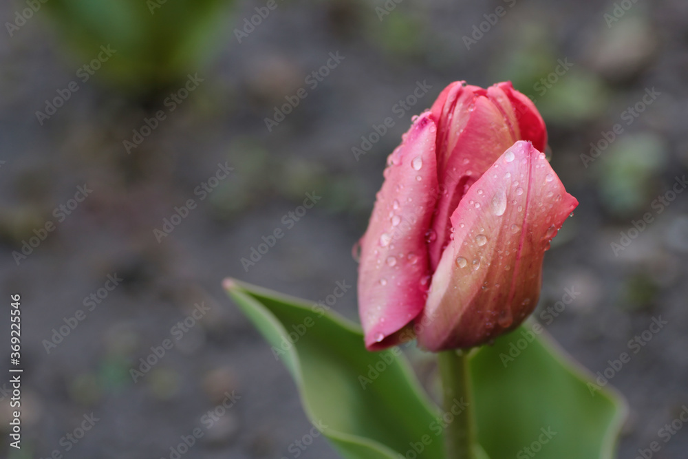 close up of wet petal of pink tulip close up of wet petal of pink tulip