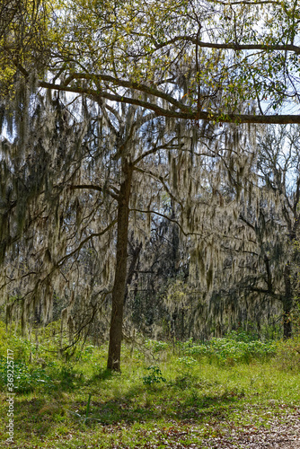 Spanish Moss hanging off a small Live Oak tree alongside a Trail at the Brazos Bend State Park in Texas.