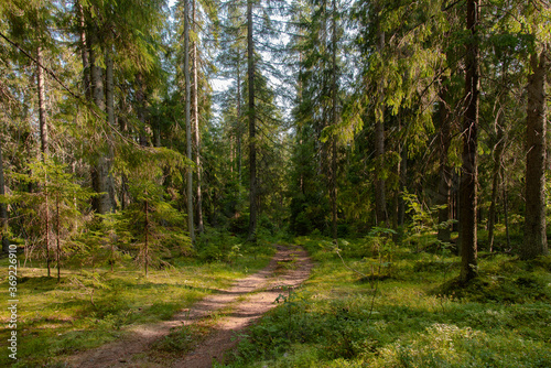 Path in a fir forest bathed in the rays of the setting sun © Nelli