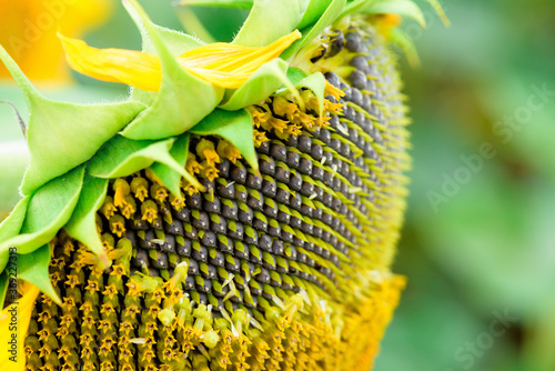 summer sunflower flower at sunset against the blue sky in the field . summer time of the season