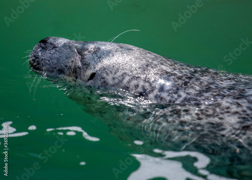Sea Lion