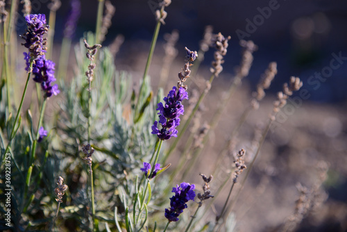 Background of lavender flowers, close up