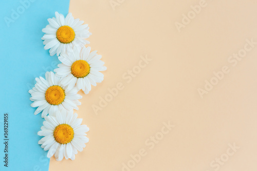 Beautiful white daisy flowers on a light blue and peach pastel background.