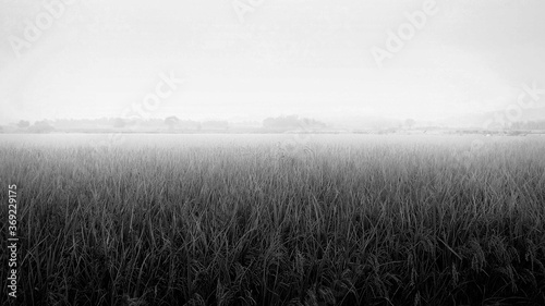 Black and white shot of wheat field covered in mist