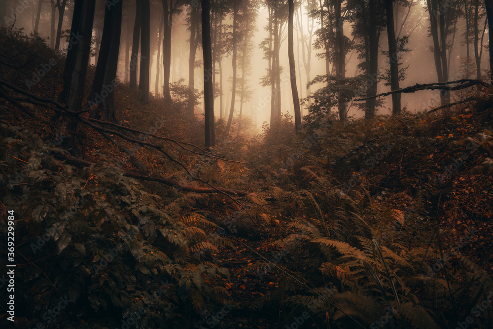 dark forest with fog, trees and plants