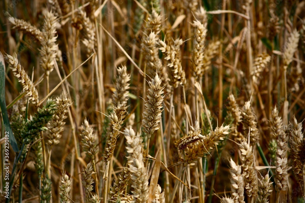 Fototapeta premium ears of wheat