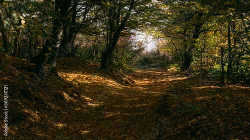 Fototapeta Naklejka Na Ścianę i Meble -  path in the woods on autumn morning