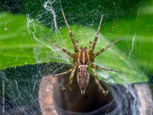 Aglaoctenus is a genus of wolf spiders