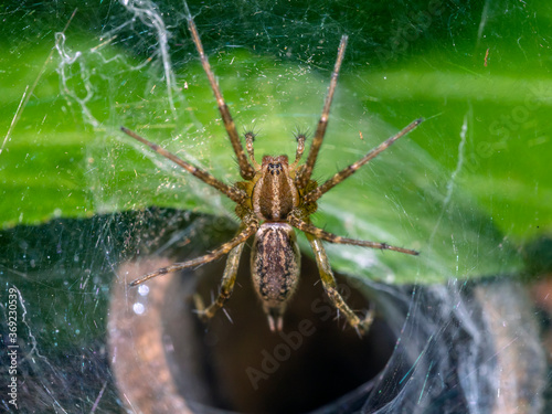 Aglaoctenus is a genus of wolf spiders