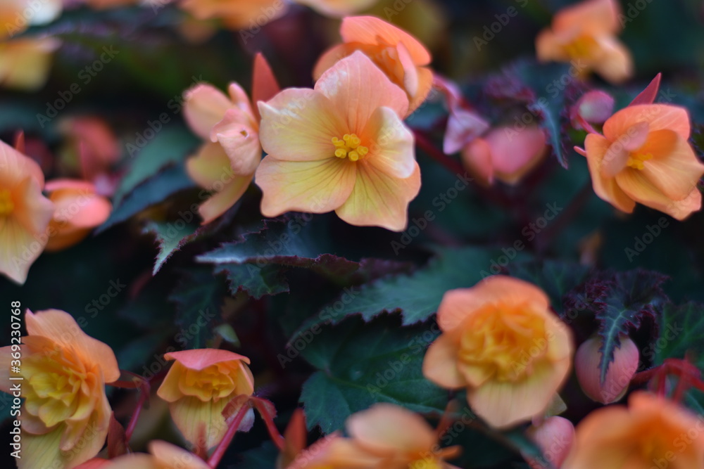 Fototapeta premium Blühende Begonie (Begonia)