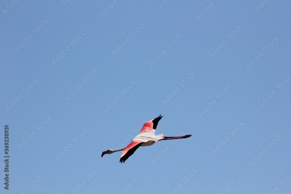 Fototapeta premium flamencos en un humedal