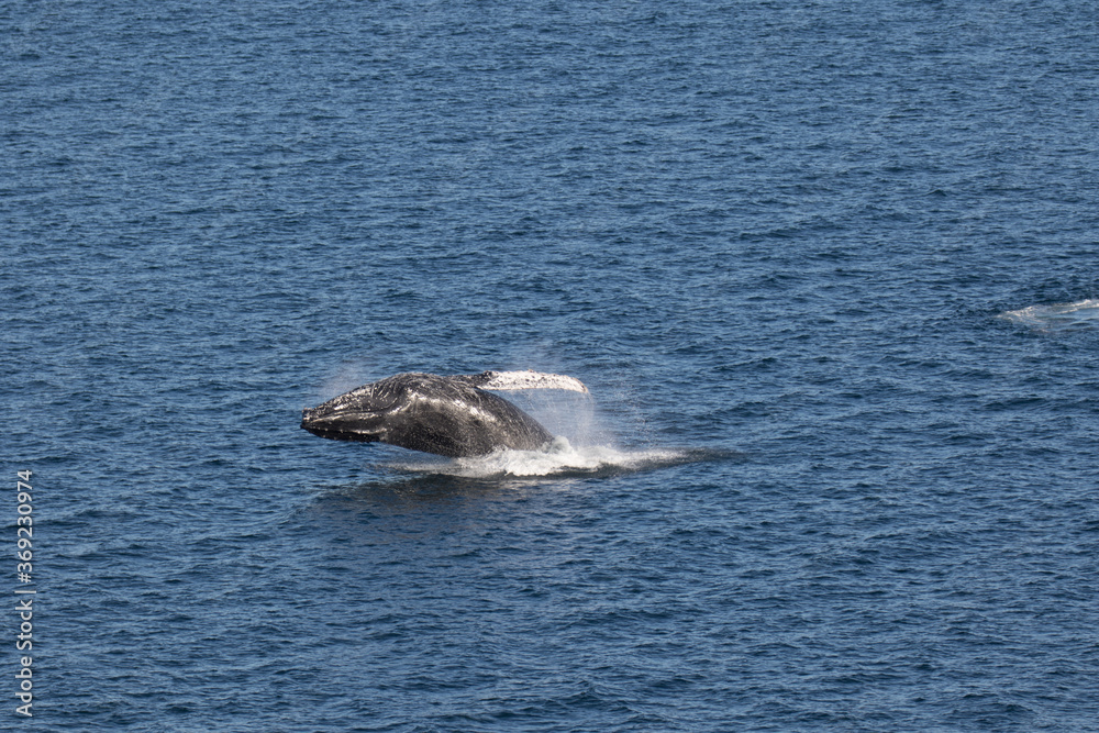 Fototapeta premium Breaching Humpback Whales, Loreto in Baja California, Mexico